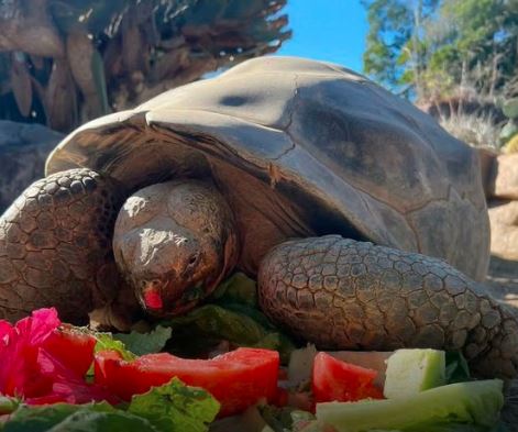 عودة 150 سلحفاة عملاقة إلى مواطنها في جزر غالاباغوس