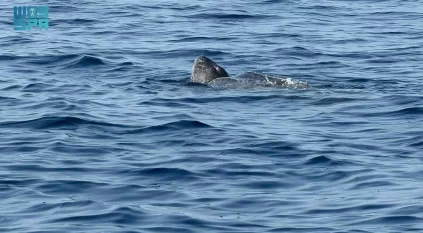 مركز الحياة الفطرية يرصد سلحفاة جلدية الظهر في البحر الأحمر