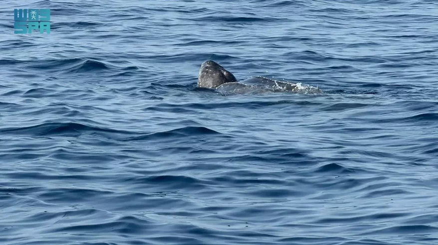 مركز الحياة الفطرية يرصد سلحفاة جلدية الظهر في البحر الأحمر