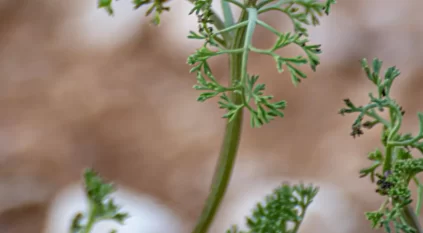 نبات حميرا في الشمالية.. حضور موسمي ضمن تنوع الغطاء النباتي