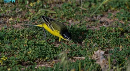 رصد طائر الذعرة الصفراء في الحدود الشمالية خلال موسم الهجرة