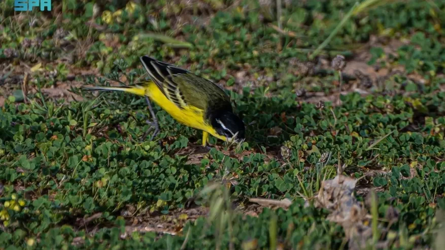 رصد طائر الذعرة الصفراء في الحدود الشمالية خلال موسم الهجرة