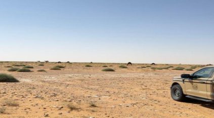 ضبط مواطن رعى 13 متنًا من الإبل في محمية الإمام عبدالعزيز