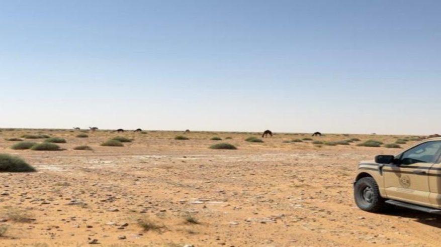 ضبط مواطن رعى 13 متنًا من الإبل في محمية الإمام عبدالعزيز