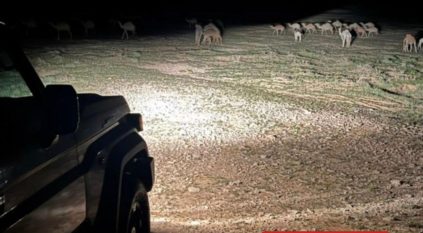 ضبط مواطن رعى 35 متنًا من الإبل في مواقع محظورة بمحمية الملك عبدالعزيز