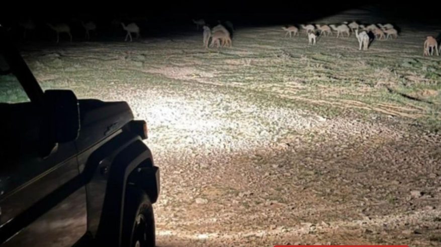 ضبط مواطن رعى 35 متنًا من الإبل في مواقع محظورة بمحمية الملك عبدالعزيز