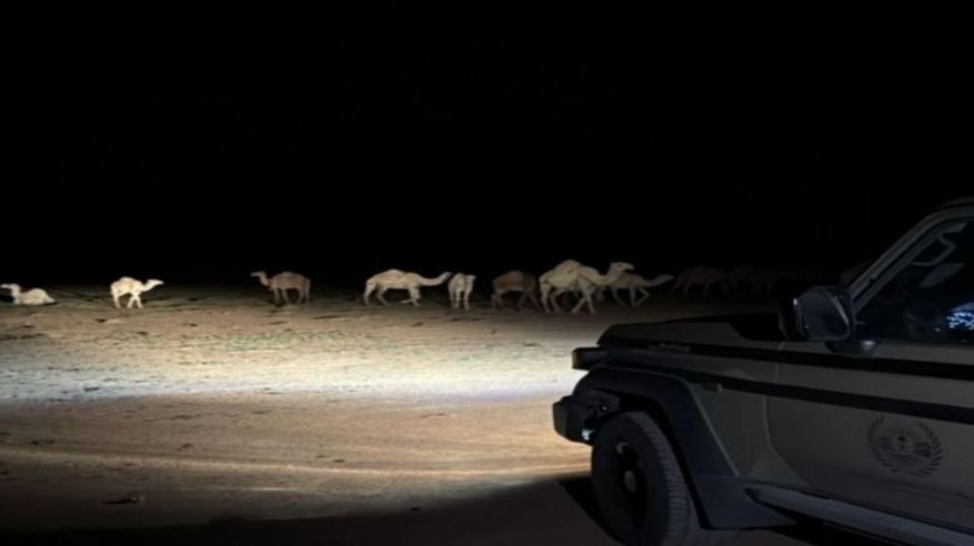 ضبط مواطن رعى 20 متنًا من الإبل في محمية الملك عبدالعزيز