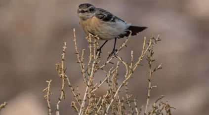 رصد طائر القليعي السيبيري ضمن مسارات الهجرة في الشمالية