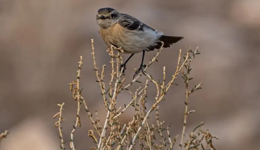 رصد طائر القليعي السيبيري ضمن مسارات الهجرة في الشمالية