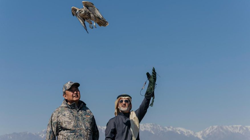 نادي الصقور السعودي يطلق عددًا من الصقور في كازاخستان