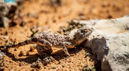 رصد الضبّ الشاحب في الشمالية يعكس تنوّع الحياة الفطرية