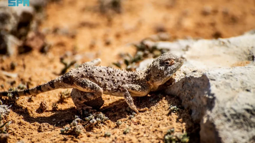 رصد الضبّ الشاحب في الشمالية يعكس تنوّع الحياة الفطرية