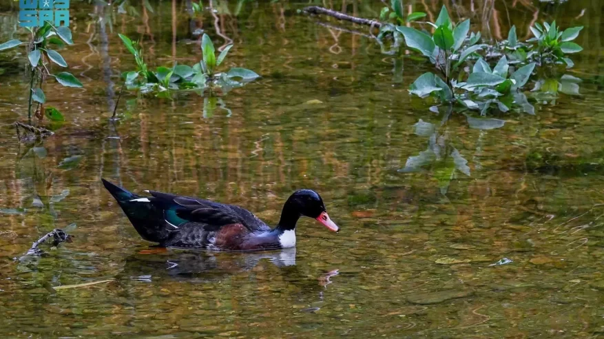 تدفّق المياه يُنعش وادي الحمدة بالباحة ويعزّز جاذبيته السياحة