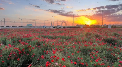 متنزّه ربيع الصداوي.. وجهة طبيعية تعكس جمال الربيع بـ”حفر الباطن”