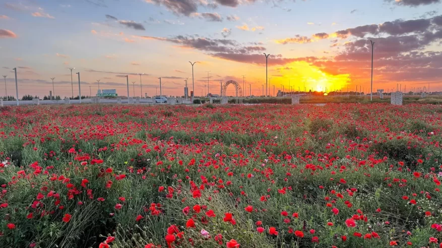 متنزّه ربيع الصداوي.. وجهة طبيعية تعكس جمال الربيع بـ”حفر الباطن”