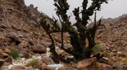 لقطات توثق هطول الأمطار على منطقة تبوك