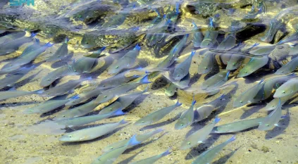 أسماك الحريد بجزر فرسان.. أسراب موسمية تُزيِّن المياه والطبيعة الساحرة