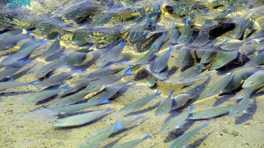 أسماك الحريد بجزر فرسان.. أسراب موسمية تُزيِّن المياه والطبيعة الساحرة