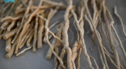 السواك.. تراث بيئي ينمو في جازان بروح الاستدامة