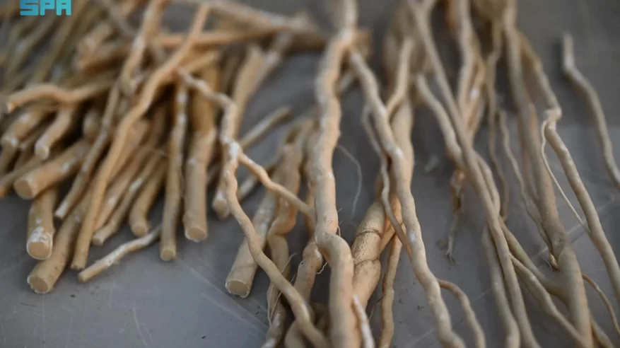 السواك.. تراث بيئي ينمو في جازان بروح الاستدامة