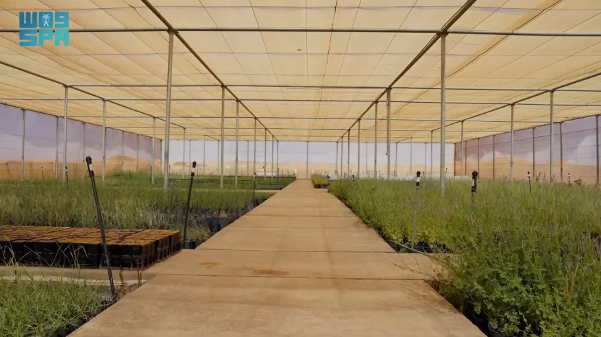 العُلا تنتج مليون شتلة محلية لاستعادة وحماية التنوع الحيوي في المحميات الطبيعية