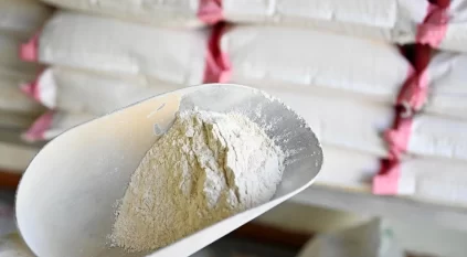 القمح القصيمي.. كنز غذائي ومحصول إستراتيجي في حياة الإنسان