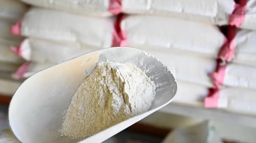 القمح القصيمي.. كنز غذائي ومحصول إستراتيجي في حياة الإنسان