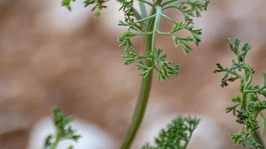 نبات حميرا في الشمالية.. حضور موسمي ضمن تنوع الغطاء النباتي