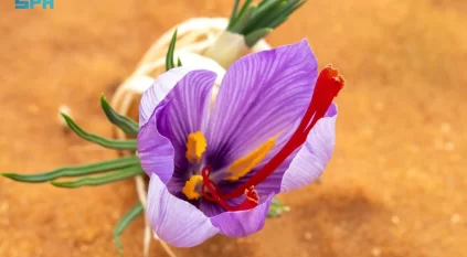 اعتماد عالمي تحققه استدامة لتوطين الزعفران السعودي