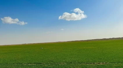 ربيع رفحاء يكسو البراري بالخضرة ويعزز جاذبيتها الطبيعية