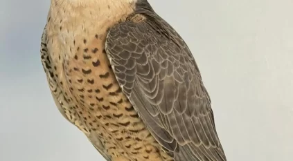 من إرث الصقارة إلى مختبرات الجينوم.. إنجاز سعودي يفك الشفرة الوراثية للصقور