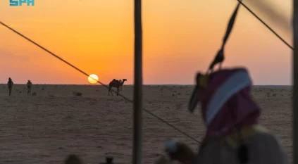 الإبل في الحدود الشمالية.. تاريخ القوافل ورهان الاقتصاد المتجدد