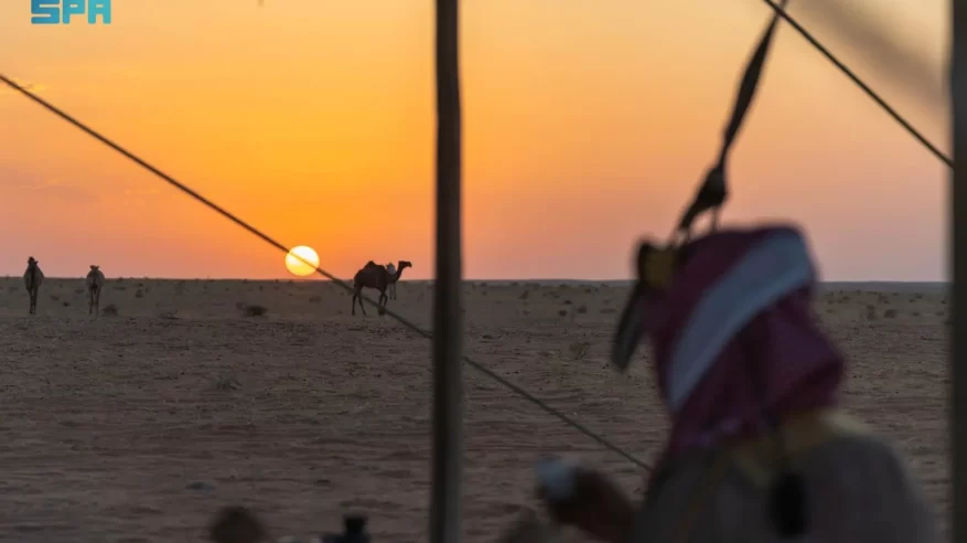 الإبل في الحدود الشمالية.. تاريخ القوافل ورهان الاقتصاد المتجدد