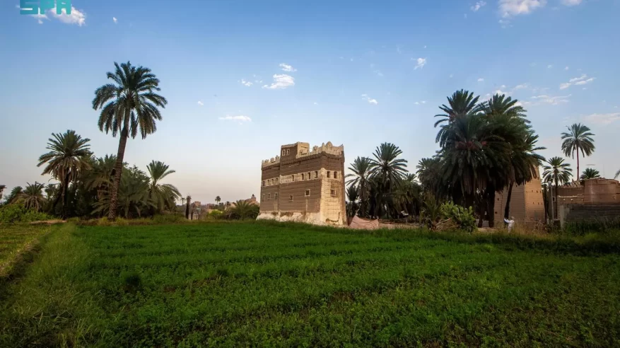 النخيل المُعمَّر بنجران إرث شامخ يروي حكاية الأرض والإنسان