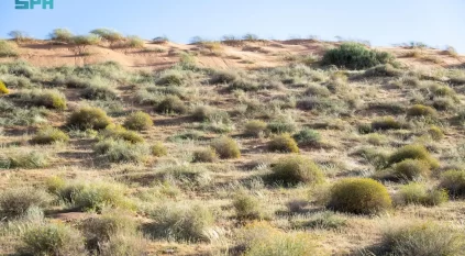 الأمطار تبرز الغطاء النباتي والتنوع البيئي بالقصيم