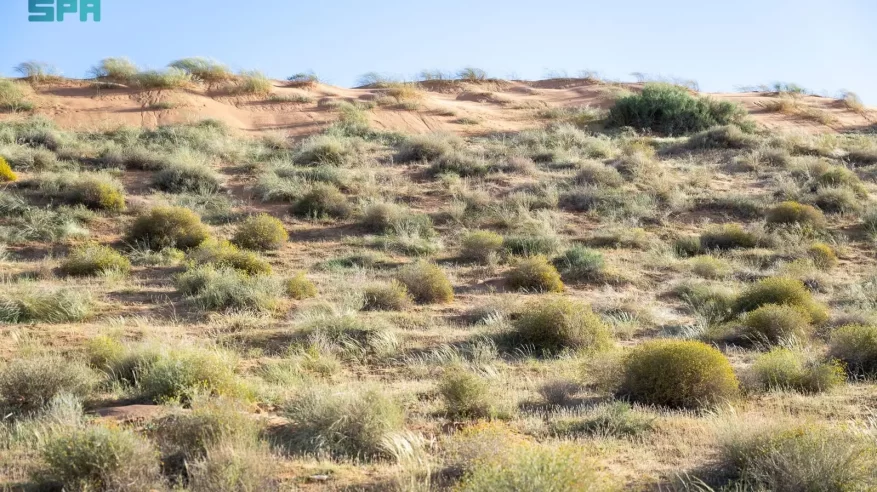 الأمطار تبرز الغطاء النباتي والتنوع البيئي بالقصيم