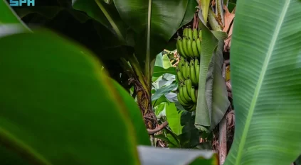 مزارع الموز في الباحة.. منتج زراعي يعكس تنوع البيئة والإنتاج الزراعي