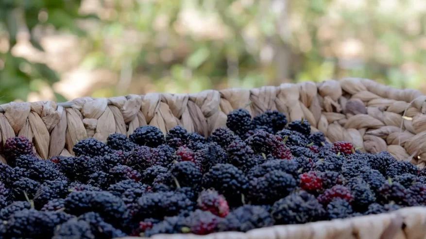 زراعة التوت.. مبادرات منزلية تنمو نحو اقتصاد أسري مستدام بالشمالية