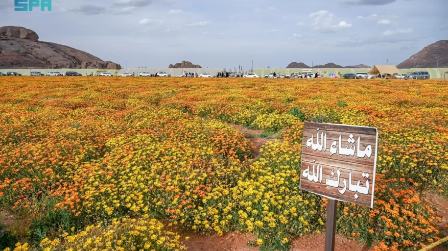 محمية توارن البرية بحائل.. تنوع طبيعي وإرث تاريخي يعززان سياحة المنطقة