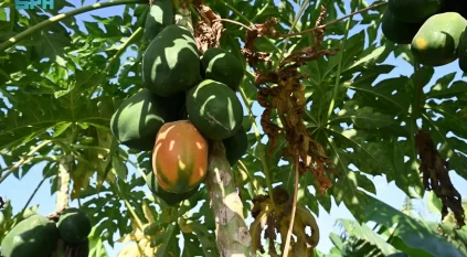 زراعة البابايا في جازان.. محصول استوائي واعد يدعم الاقتصاد المحلي