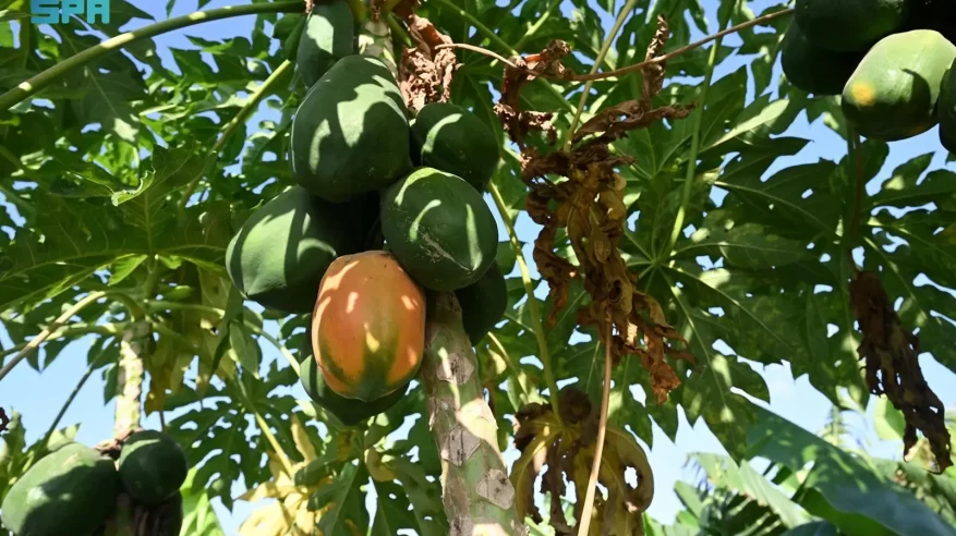 زراعة البابايا في جازان.. محصول استوائي واعد يدعم الاقتصاد المحلي