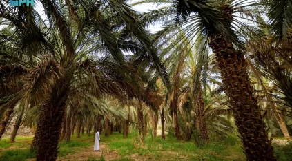 واحات شرق مكة المكرمة.. تاريخ متجذر وثراء طبيعي تصوغه المياه بين الحرّات