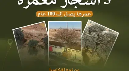 الهيئة الملكية بالرياض: الحفاظ على ثلاث أشجار معمّرة ضمن تطوير الدائري الجنوبي