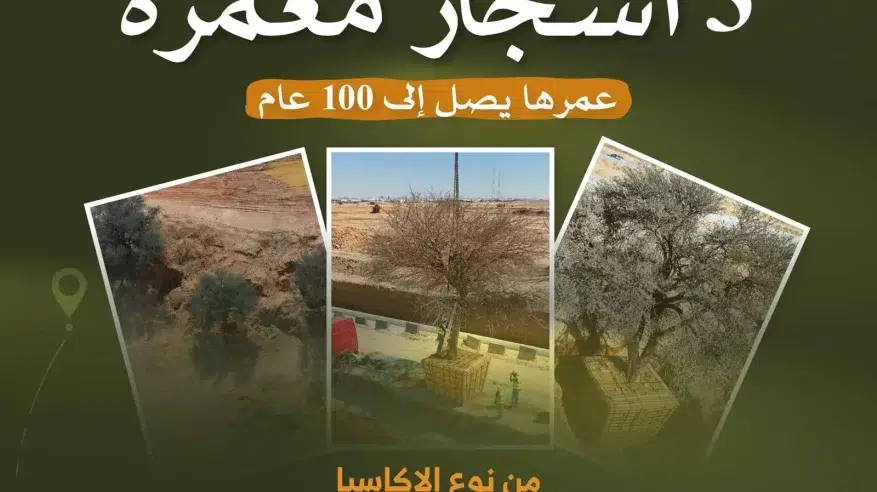 الهيئة الملكية بالرياض: الحفاظ على ثلاث أشجار معمّرة ضمن تطوير الدائري الجنوبي