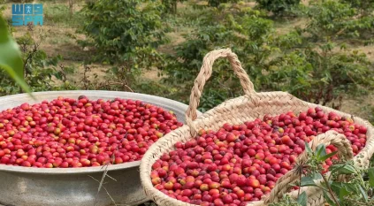 محصول البن في عسير يتجاوز 82 ألف كيلو ويتوسع زراعيًا