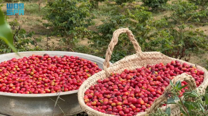 محصول البن في عسير يتجاوز 82 ألف كيلو ويتوسع زراعيًا