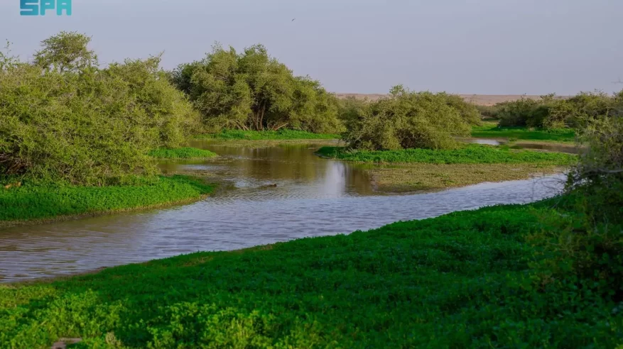 التنوع النباتي يرسم لوحة ربيعية زاهية في رفحاء