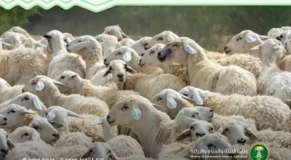 دراسة علمية تعزز إنتاجية المجترات الصغيرة وتدعم الأمن الغذائي في السعودية 