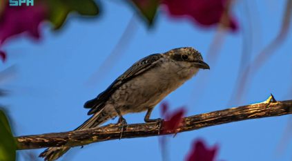 رصد الصرد المقنّع في منطقة الحدود الشمالية