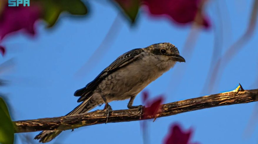رصد الصرد المقنّع في منطقة الحدود الشمالية
